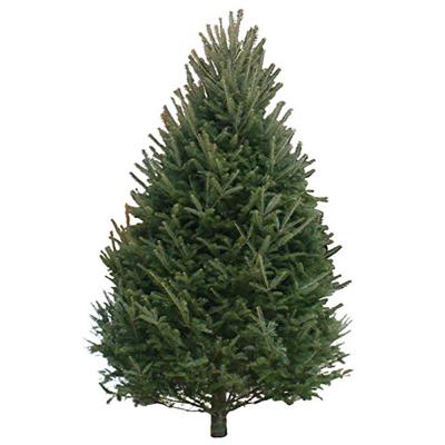10-12 Ft Balsam Fir Real Christmas Tree