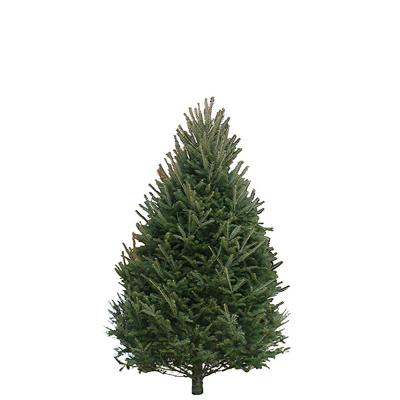 5-6 Ft Balsam Fir Real Christmas Tree