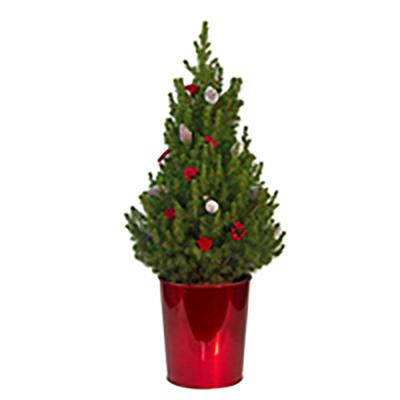 Live Dwarf Alberta Spruce Tree Decorated 18-24 In.
