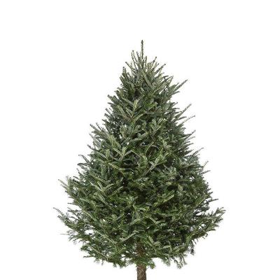7-8 Ft Fraser Fir Real Christmas Tree