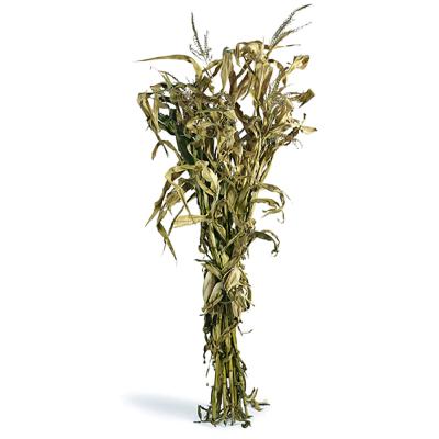 Corn Stalks Bundle