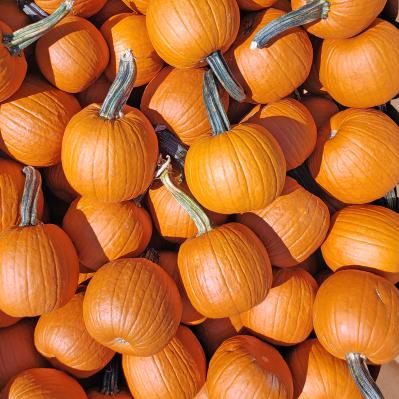Sugar Pumpkins Each (2-5 lb.)