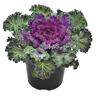 Ornamental Kale 9 In. Pot Assorted Varieties