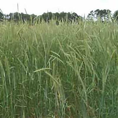 Winter Rye Seed 5 lb.