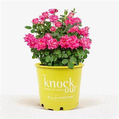 Rose Double Pink Knock Out 2 Gallon