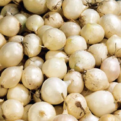 Onion Sets White 1 lb.