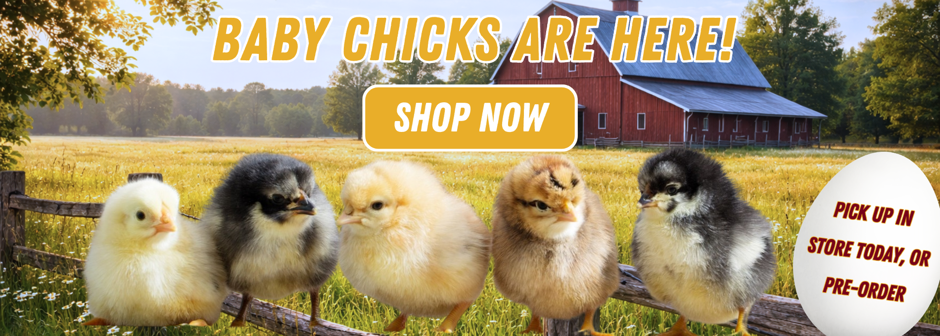 Baby Chicks Pre-Order