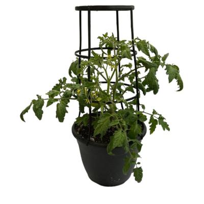 Tomato Patio Pot 12 in.