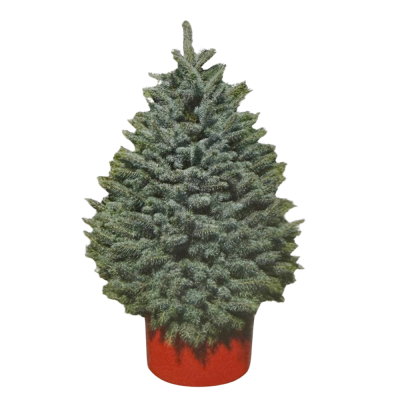#10 Blue Spruce Live Potted Christmas Tree