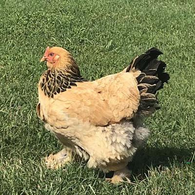 Buff Brahma Chicks