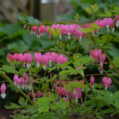 Bleeding Hearts