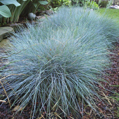 Elijah Blue Fescue