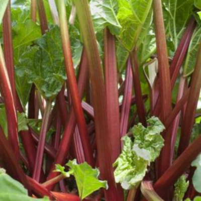 Rhubarb 2 gal.